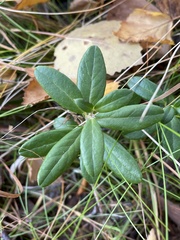 Vaccinium vitis-idaea
