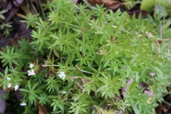 Galium rivale