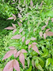 Nandina domestica