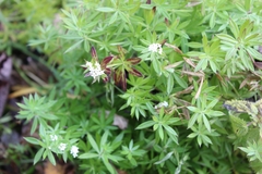Galium rivale