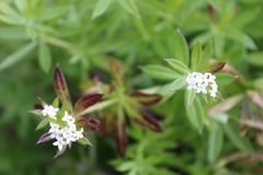 Galium rivale