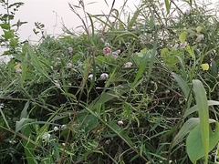 Oxystelma esculentum