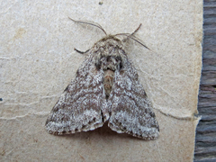 Lycia ursaria