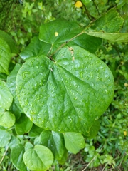 Cercis canadensis