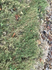 Zoysia
