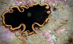 Pseudobiceros splendidus