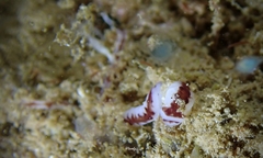 Baseodiscus hemprichii