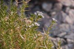Drypis spinosa