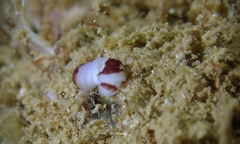 Baseodiscus hemprichii