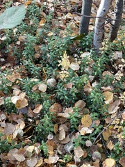 Vaccinium vitis-idaea