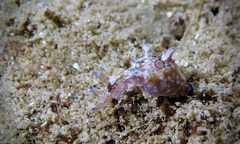 Aplysia elongata
