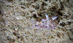 Aplysia elongata