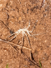 Dolomedes albineus