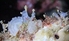 Amphiroa