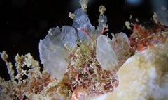 Amphiroa