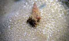 Micropagurus devaneyi