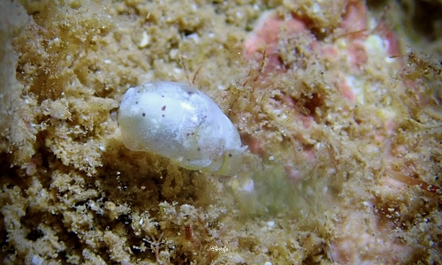 Haloa crocata observed 2021-10-08