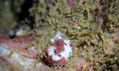 Vexillum cancellarioides