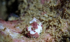 Vexillum cancellarioides