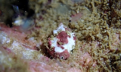 Vexillum cancellarioides