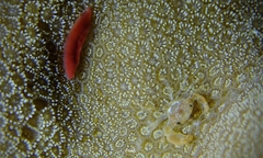 Cherusius triunguiculatus