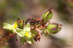 Diphucephala aurulenta