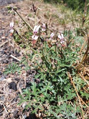 Pelargonium dolomiticum