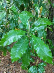 Magnolia grandiflora