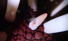 Levicaris mammillata