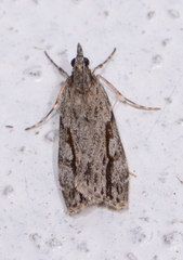 Eudonia bisinualis