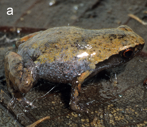 Anodonthyla eximia · iNaturalist Mexico