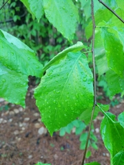 Fagus grandifolia