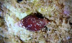 Pseudonebularia cucumerina