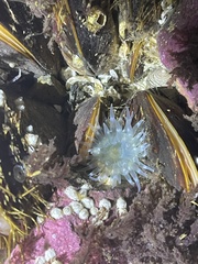 Aulactinia stella