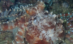 Callistoctopus ornatus