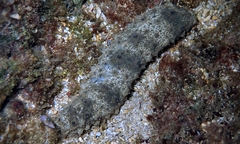 Holothuria pervicax