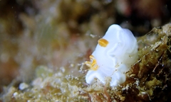 Ardeadoris angustolutea