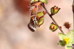 Diphucephala aurulenta