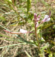 Cleome monophylla