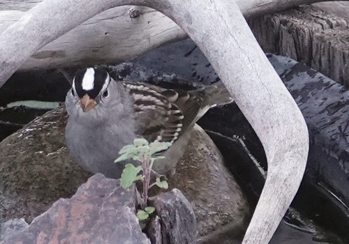 White-crowned Sparrow photographed in Nebraska