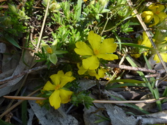 Hibbertia crinita