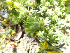 Hibbertia crinita