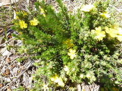 Hibbertia crinita