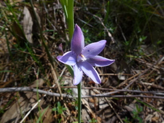 Thelymitra juncifolia