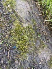 Bryophyta