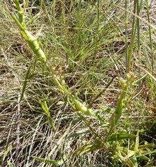 Cleome monophylla