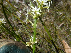 Stackhousia subterranea