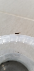Formicidae