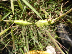 Cleome monophylla