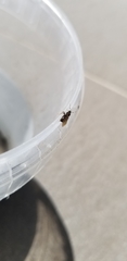 Formicidae